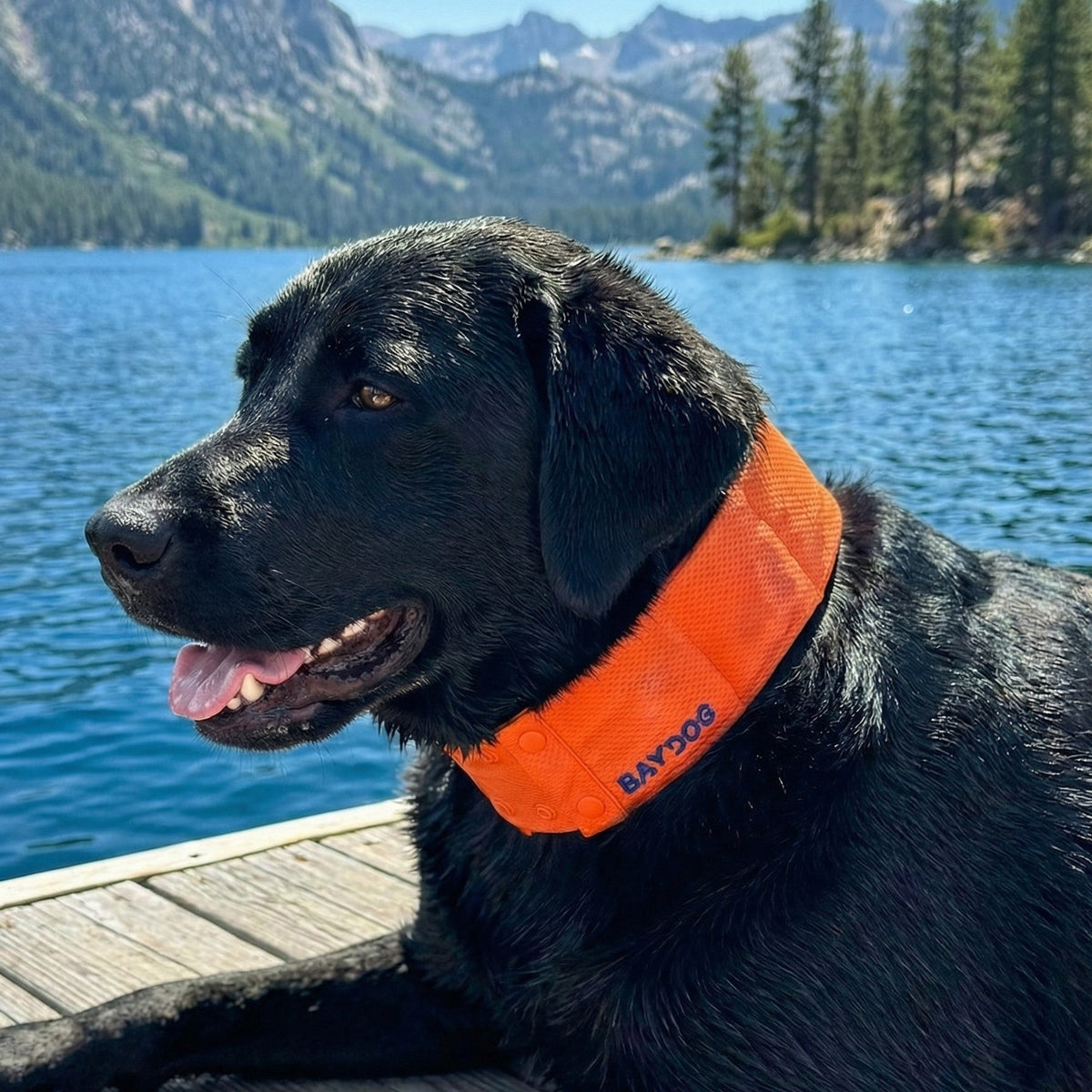 Dog Cooling Collar product image 8