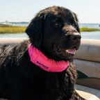 Dog Cooling Collar product image 12