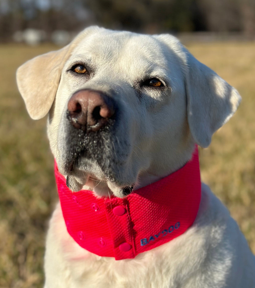 Dog Cooling Collar product image 15