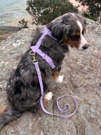Dog Harness product image 1