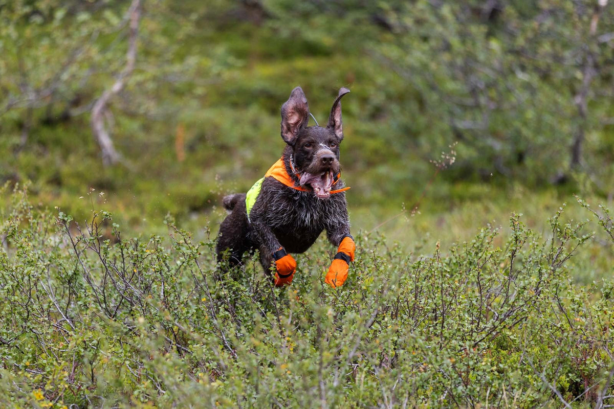 Dog Safety Vest product image 2