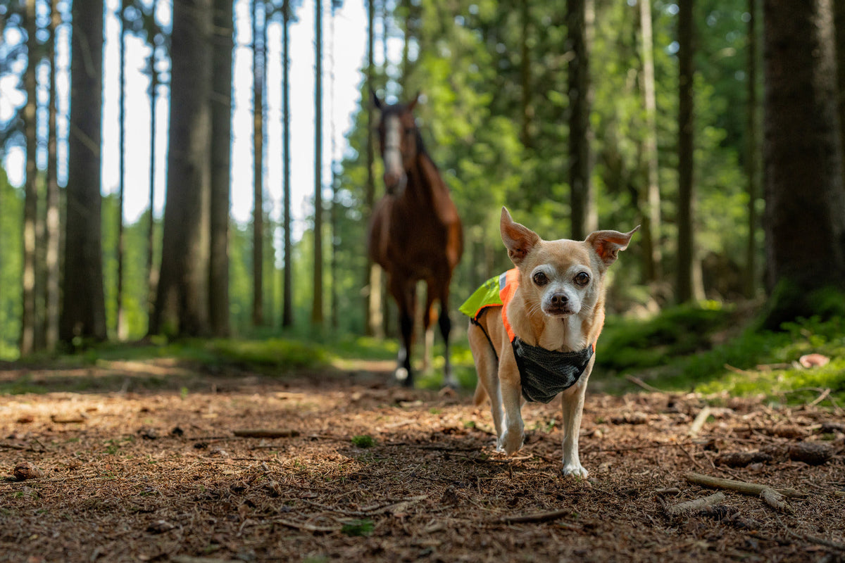 Dog Safety Vest product image 7