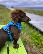 No Pull Dog Harness product image 2