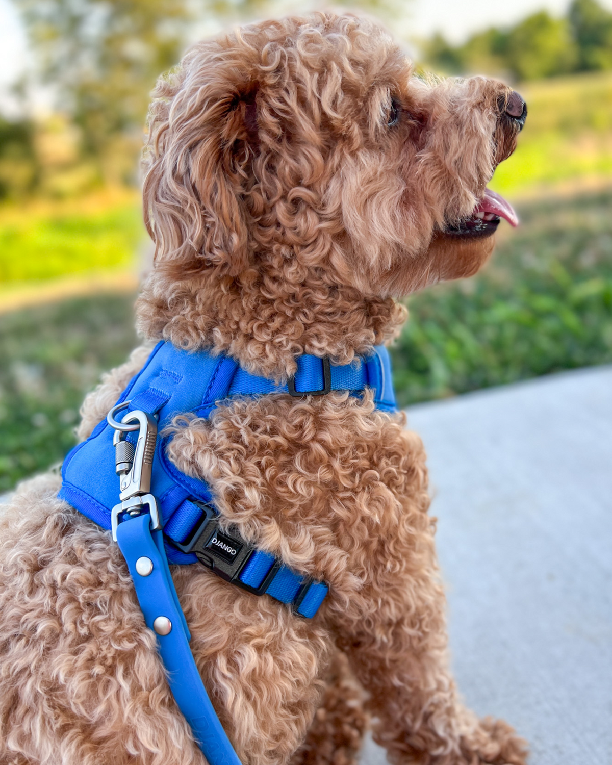 No Pull Dog Harness product image 6
