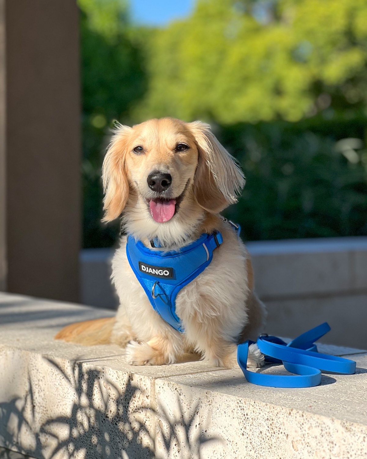 No Pull Dog Harness product image 9