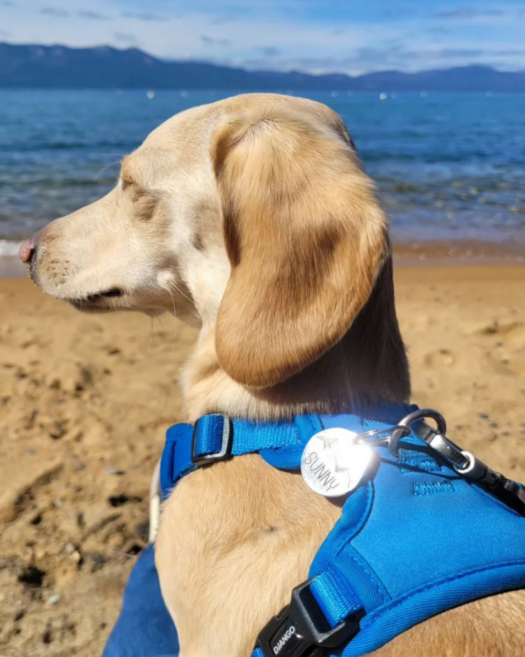 No Pull Dog Harness product image 10