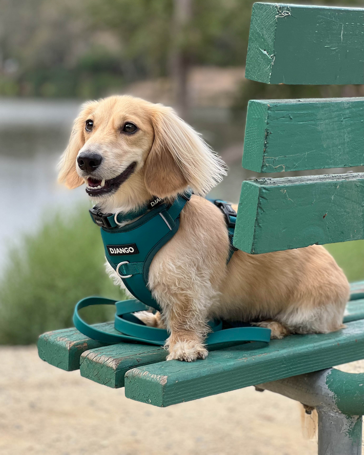 No Pull Dog Harness product image 12