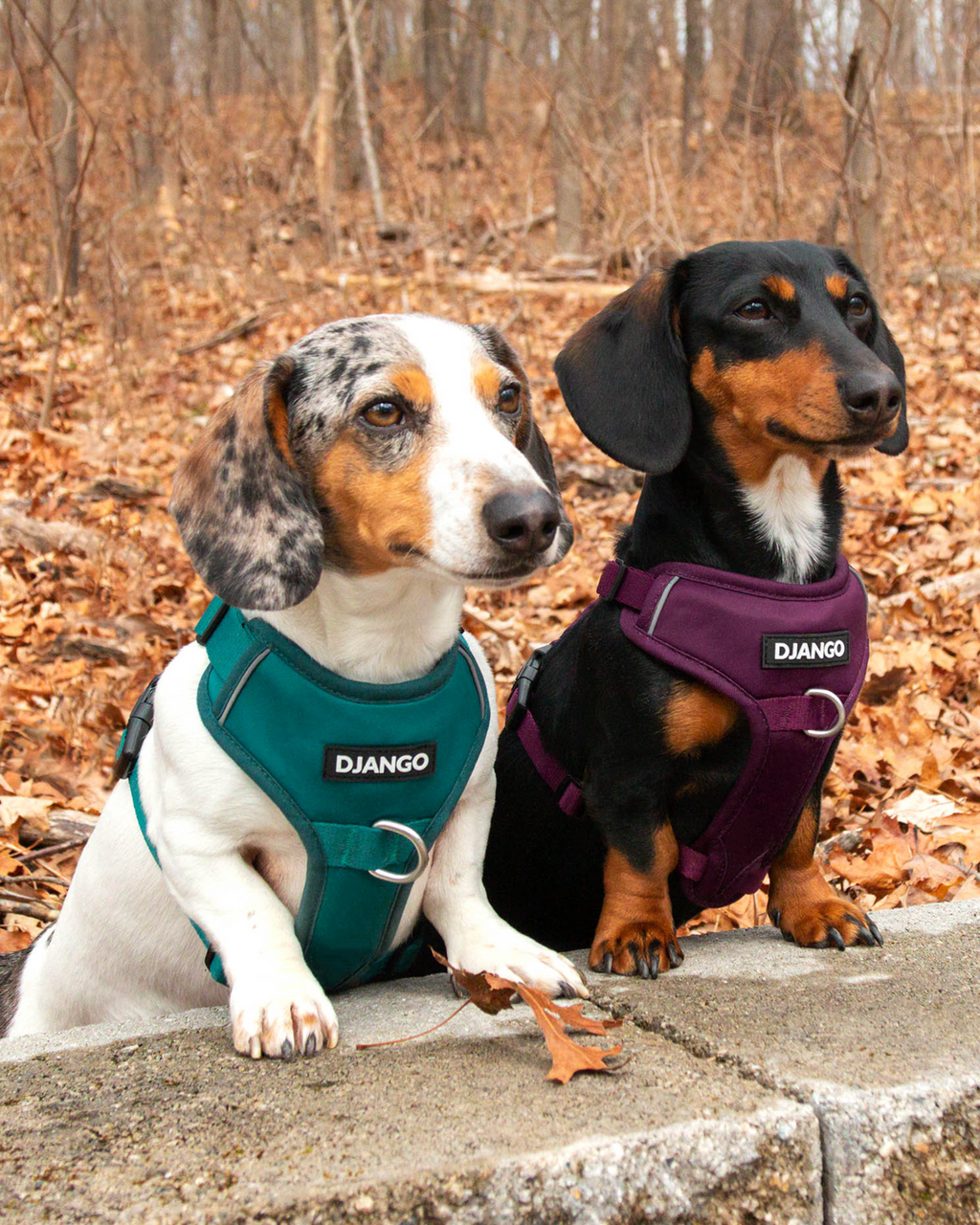No Pull Dog Harness product image 15
