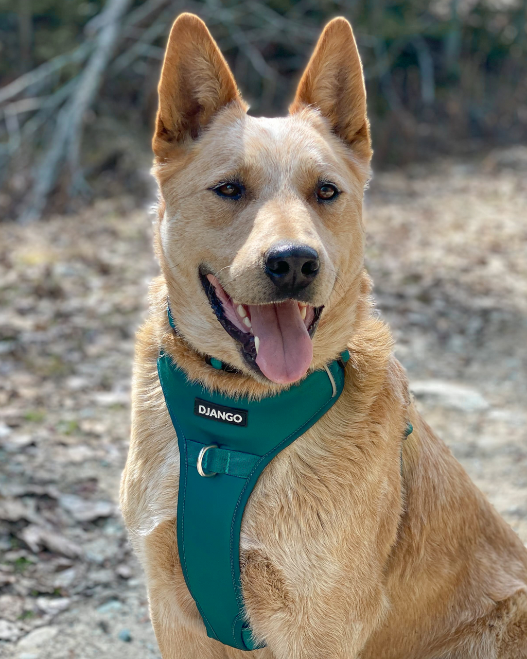 No Pull Dog Harness product image 17