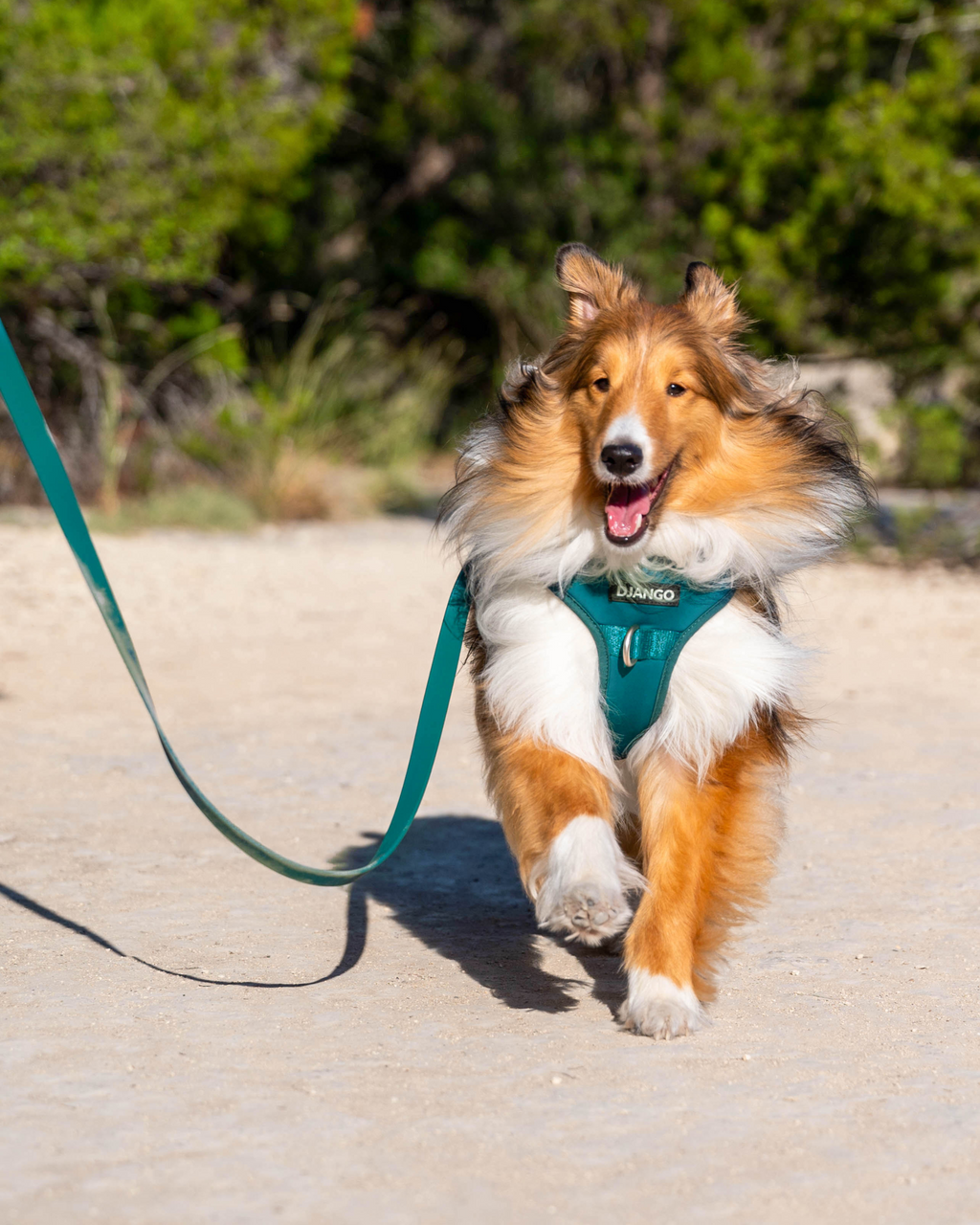 No Pull Dog Harness product image 19
