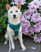 No Pull Dog Harness product image 20