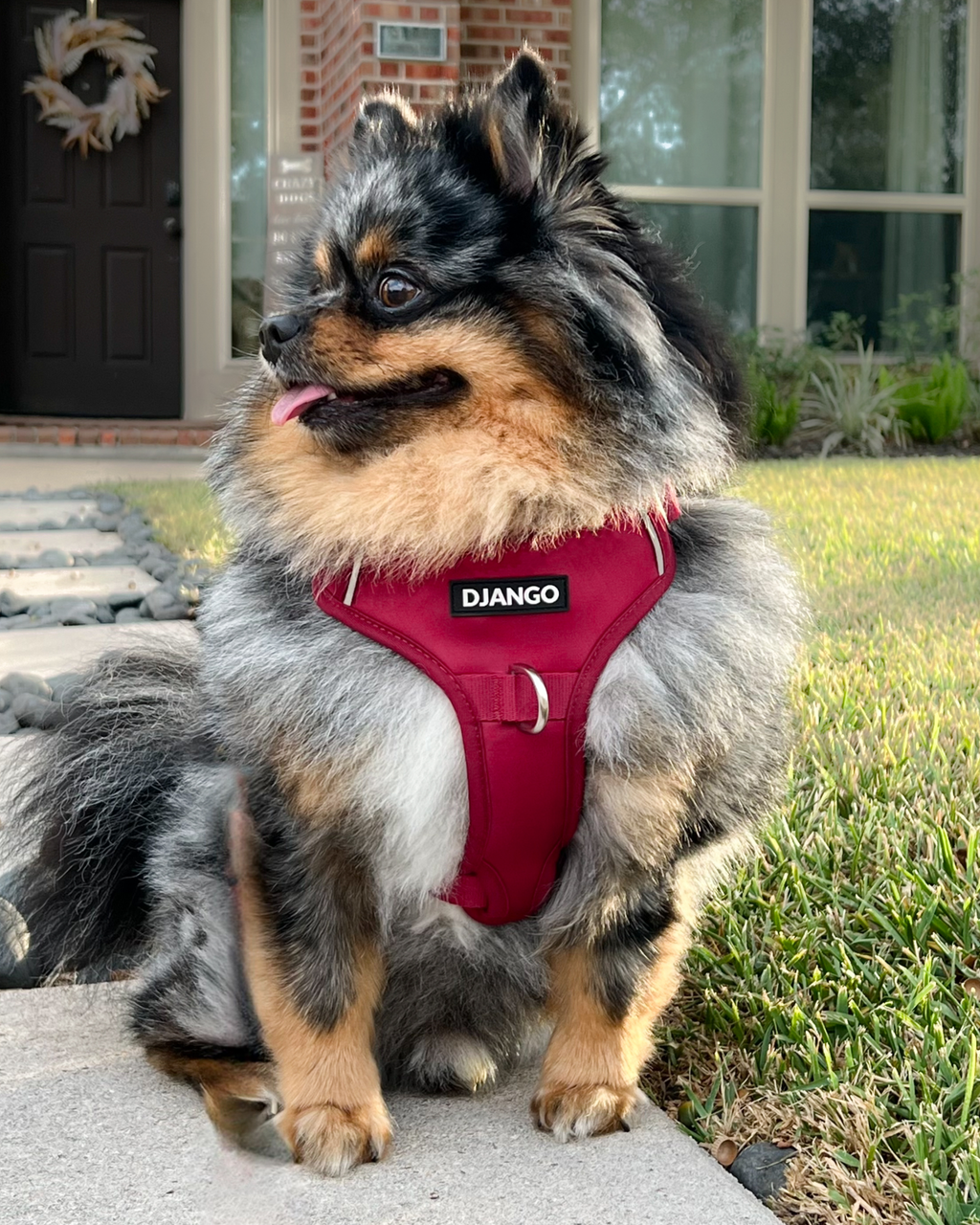 No Pull Dog Harness product image 23