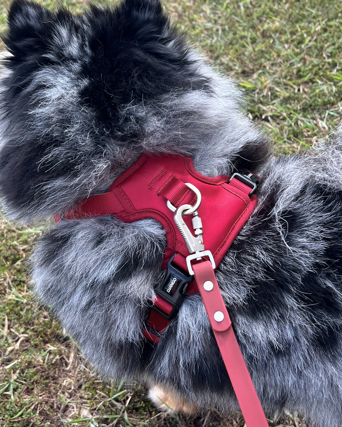 No Pull Dog Harness product image 25