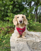 No Pull Dog Harness product image 28