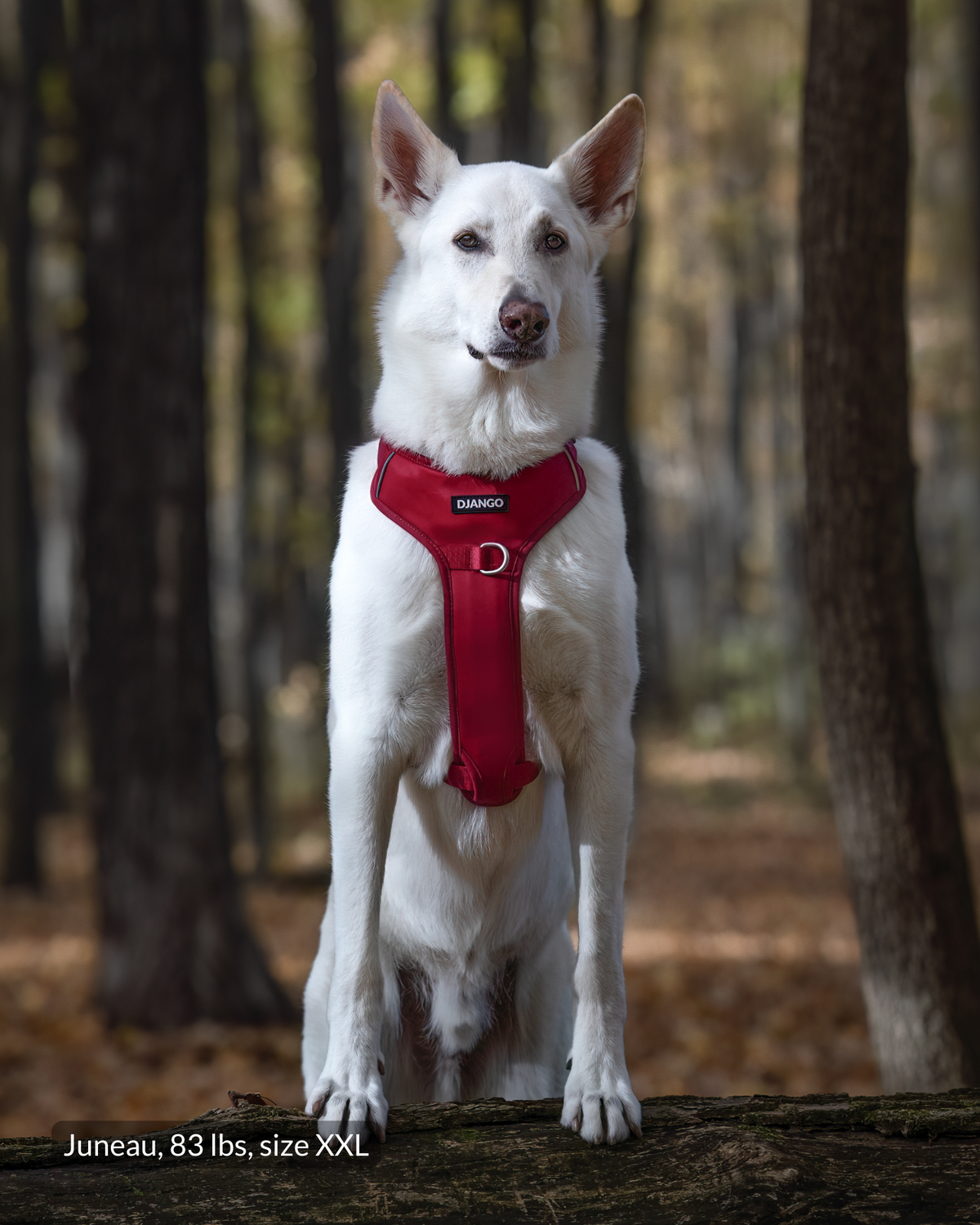 No Pull Dog Harness product image 29