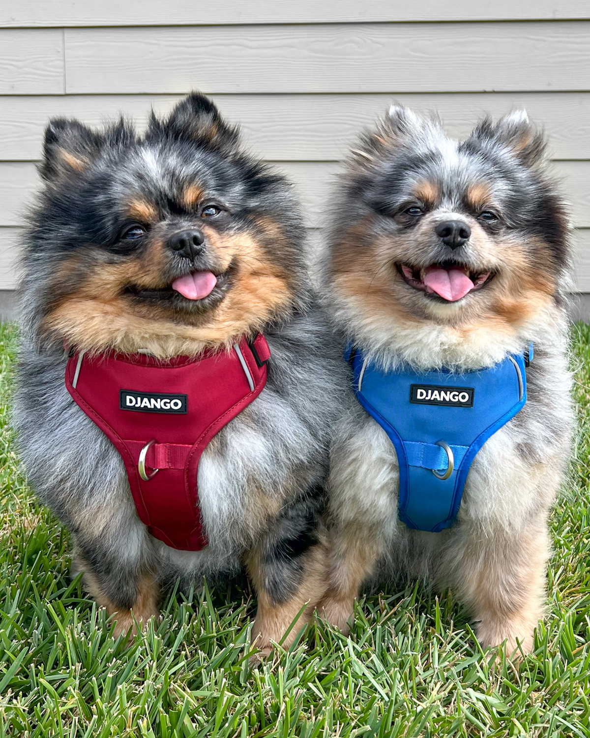 No Pull Dog Harness product image 30