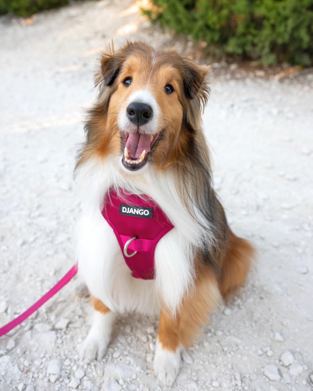 No Pull Dog Harness product image 32
