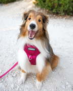 No Pull Dog Harness product image 32