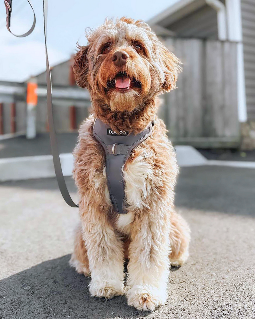 No Pull Dog Harness product image 38