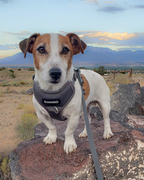 No Pull Dog Harness product image 42