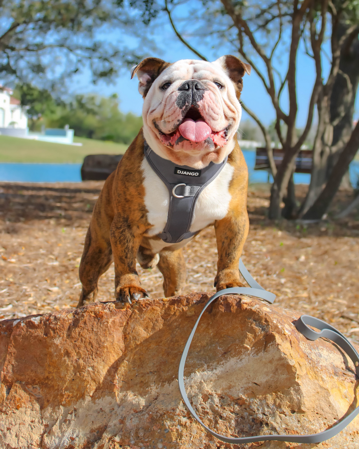 No Pull Dog Harness product image 43