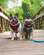 No Pull Dog Harness product image 50