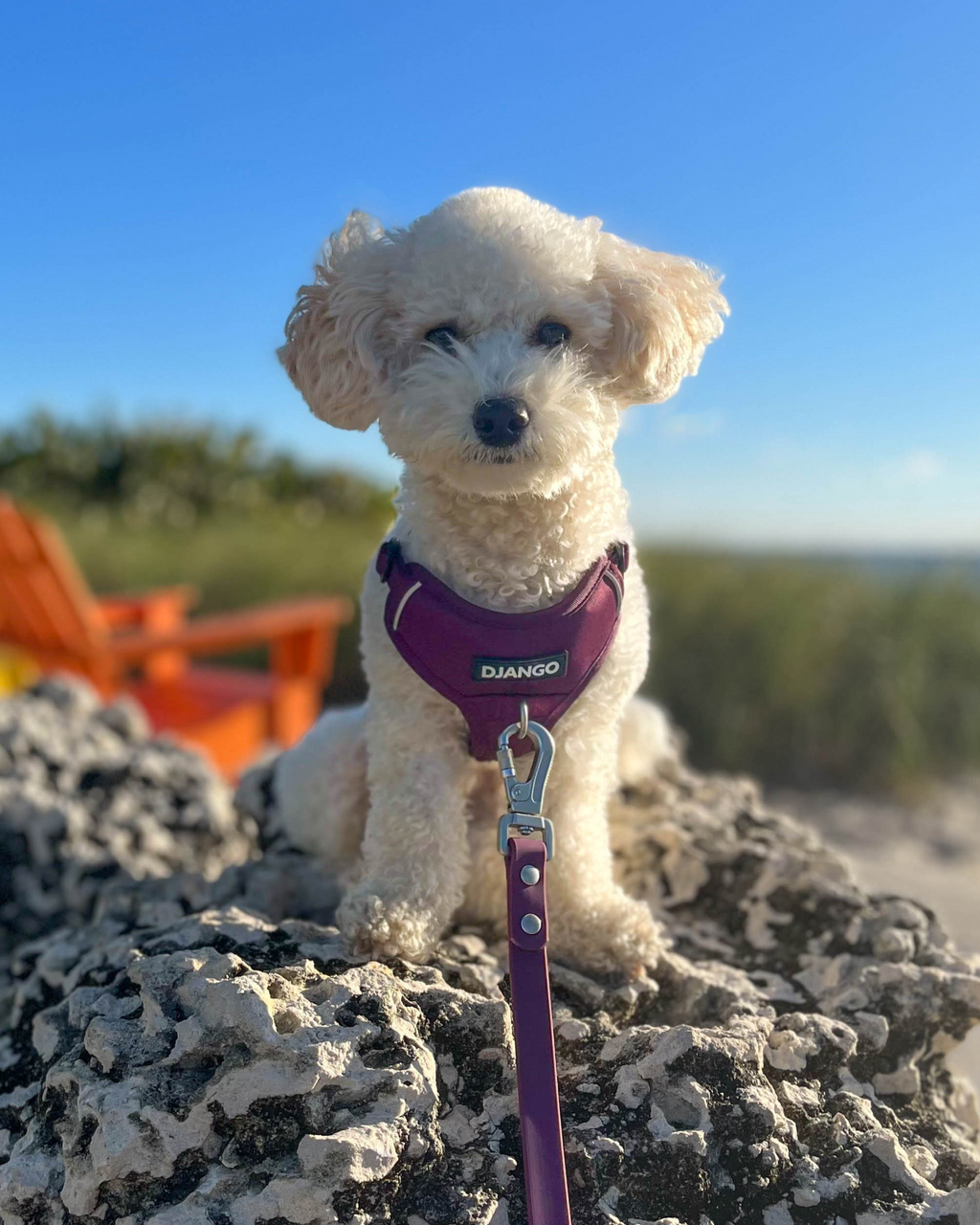 No Pull Dog Harness product image 51