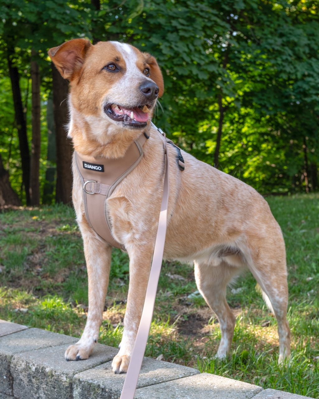 No Pull Dog Harness product image 58