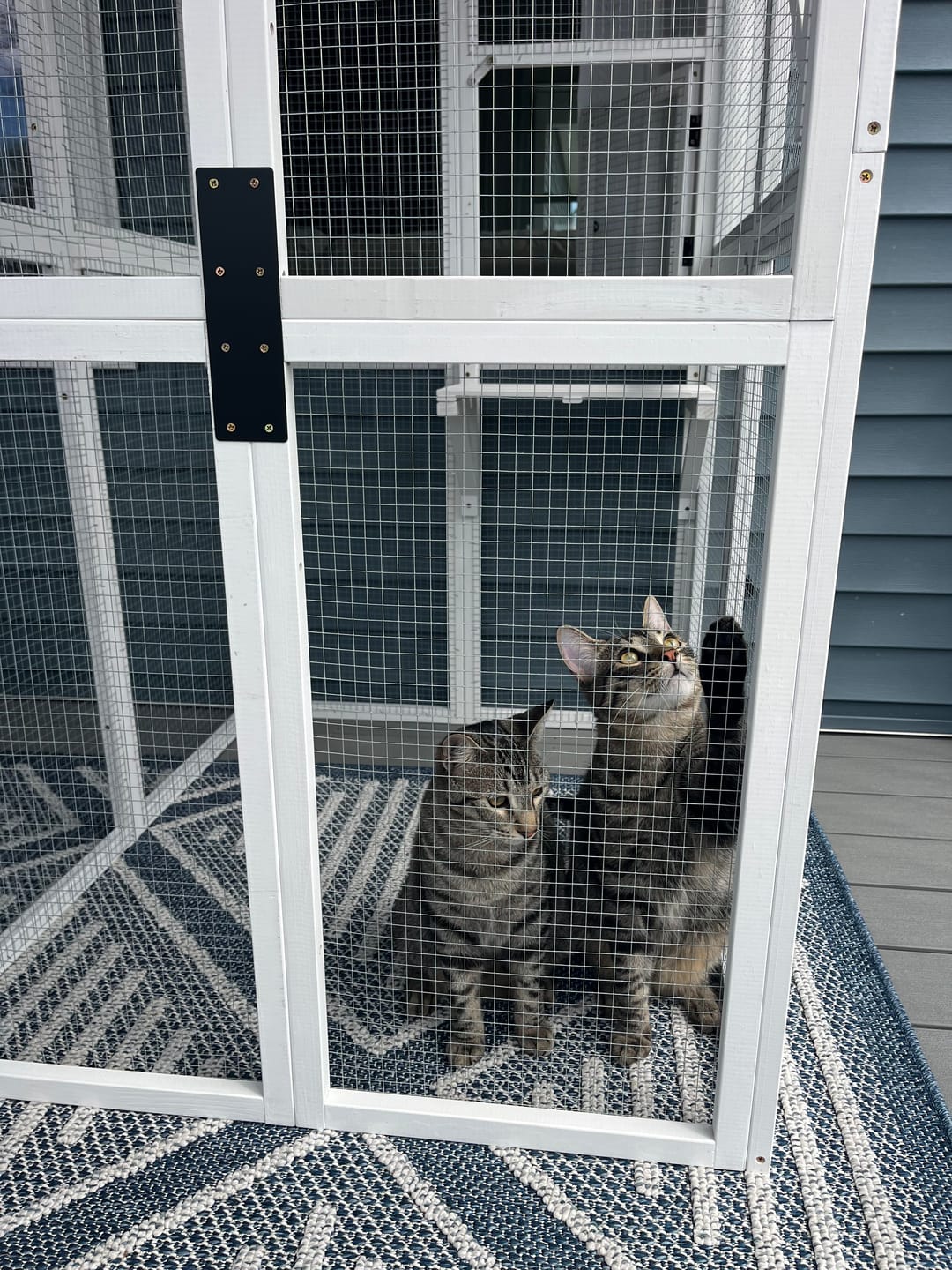 Outdoor Cat Catio product image 4