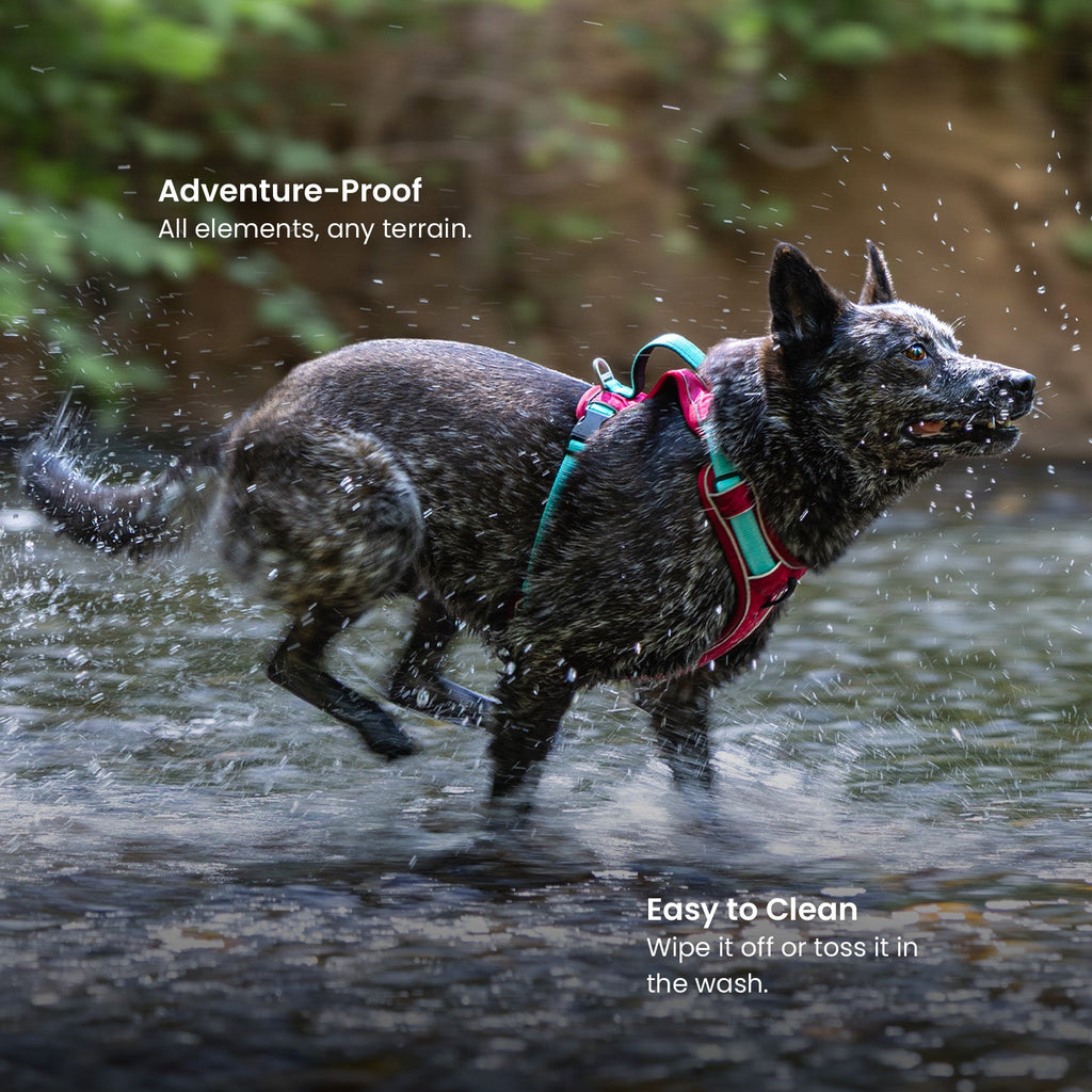 Dog Harness product image 5