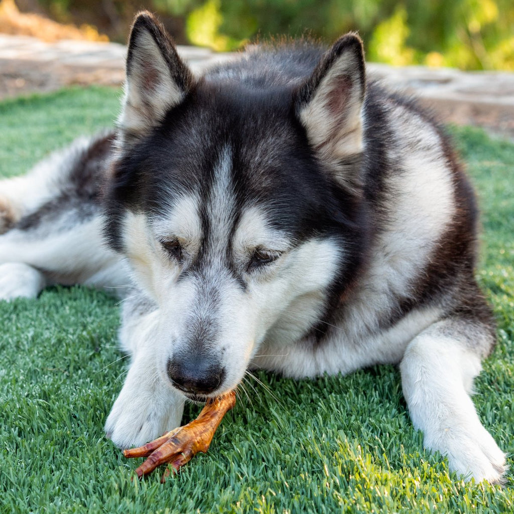 Smoked Chicken Feet Dog Treats product image 4