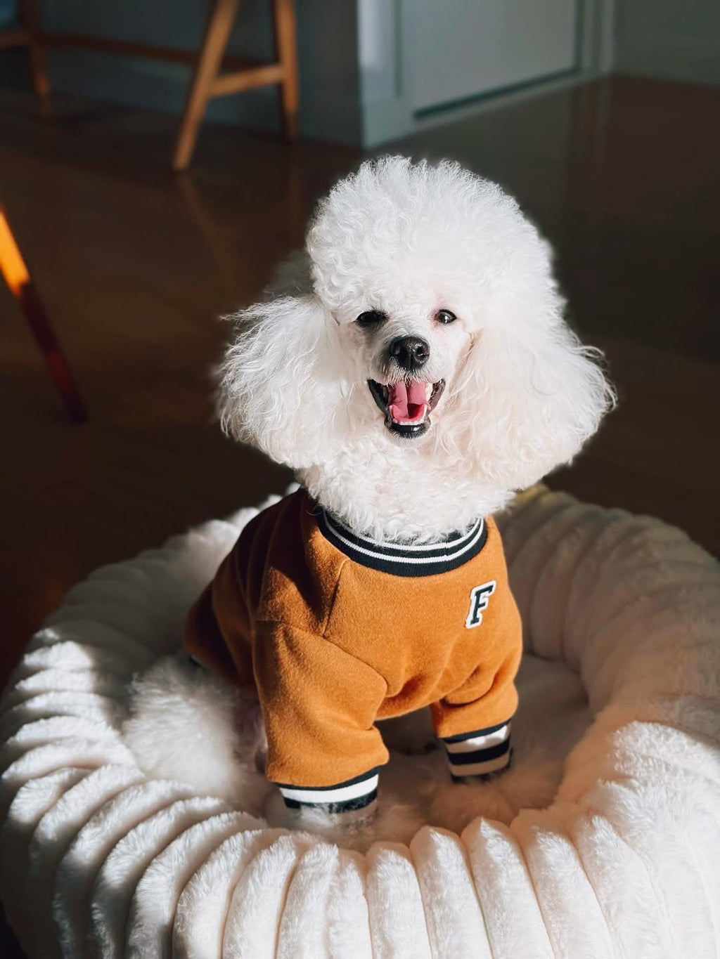 Dog Sweatshirt product image 9