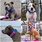 Padded Control-Handle Dog Collar product image 6
