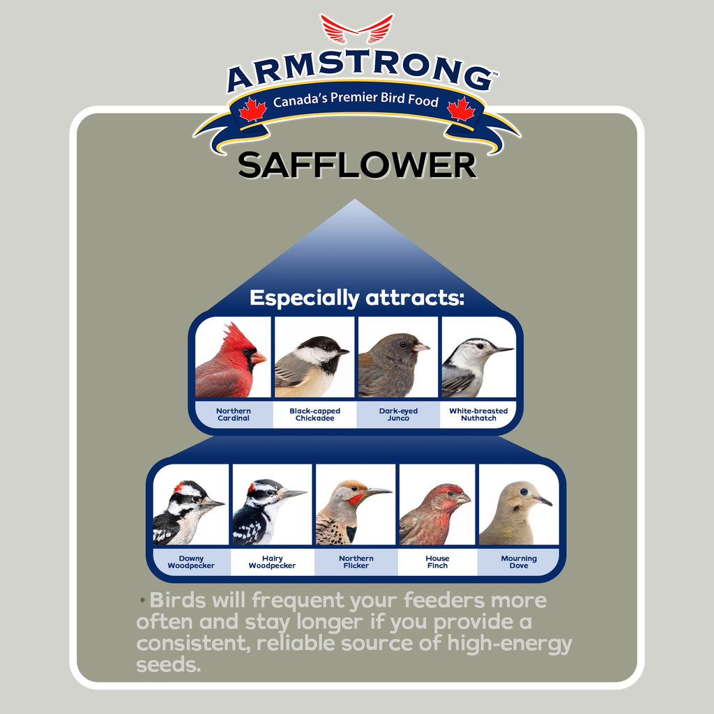 Safflower Bird Seed product image 3