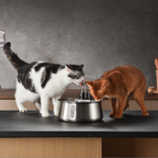 Cat Fountain Kit product image 3