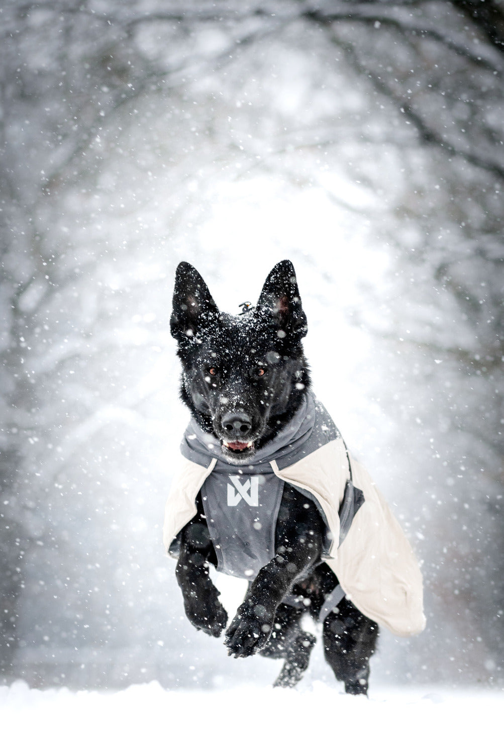 Winter Dog Jacket product image 5