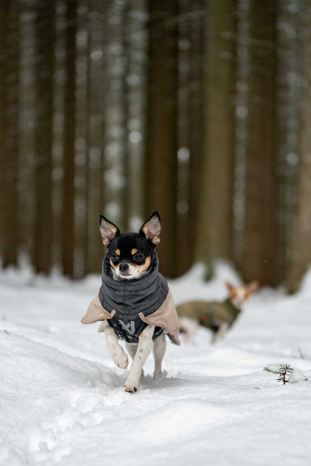 Winter Dog Jacket product image 9