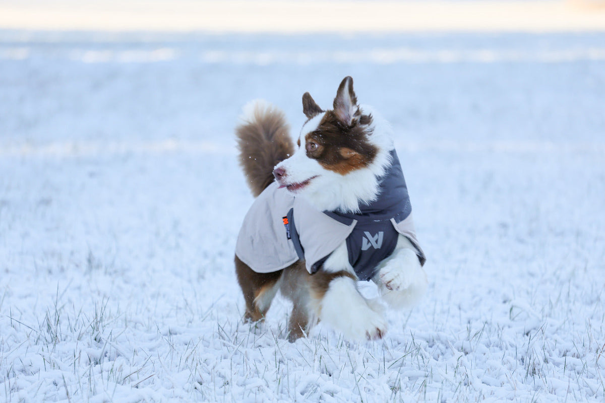 Winter Dog Jacket product image 10