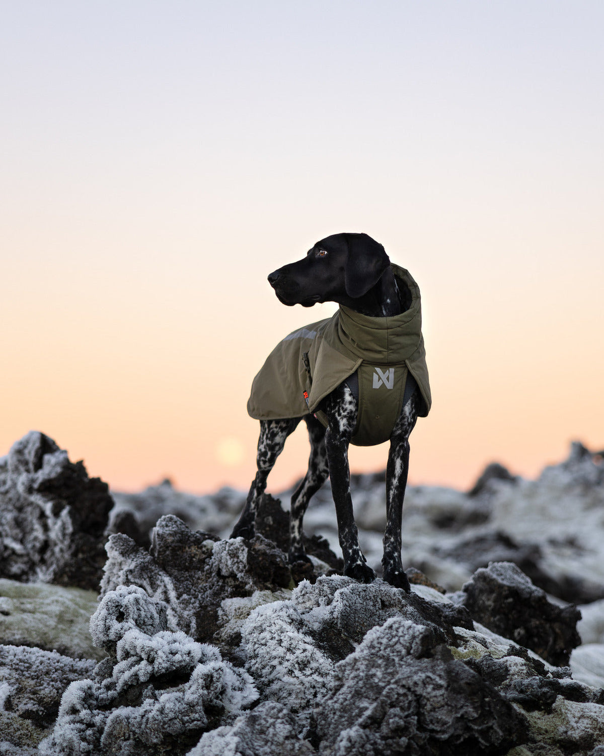 Winter Dog Jacket product image 11