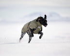 Winter Dog Jacket product image 12