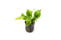 Live Aquarium Plant product image 1