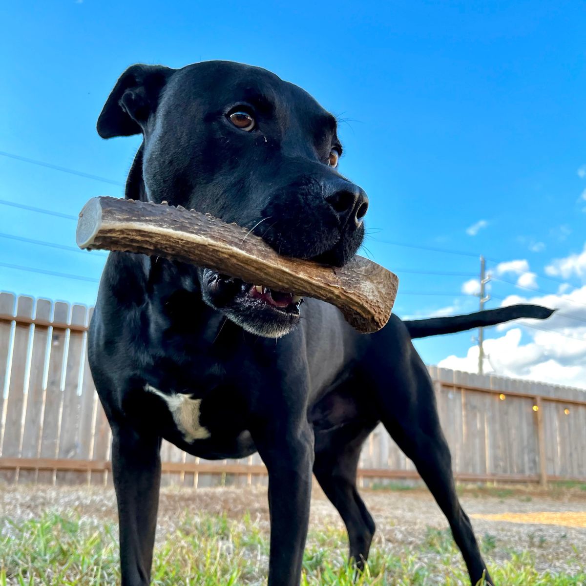 Elk Antler Chews product image 1