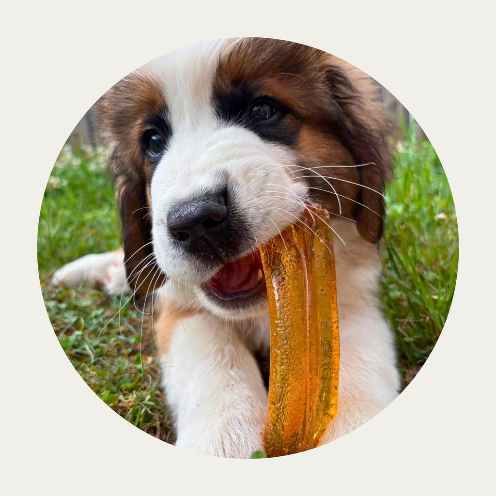 Collagen Dental Chew product image 3