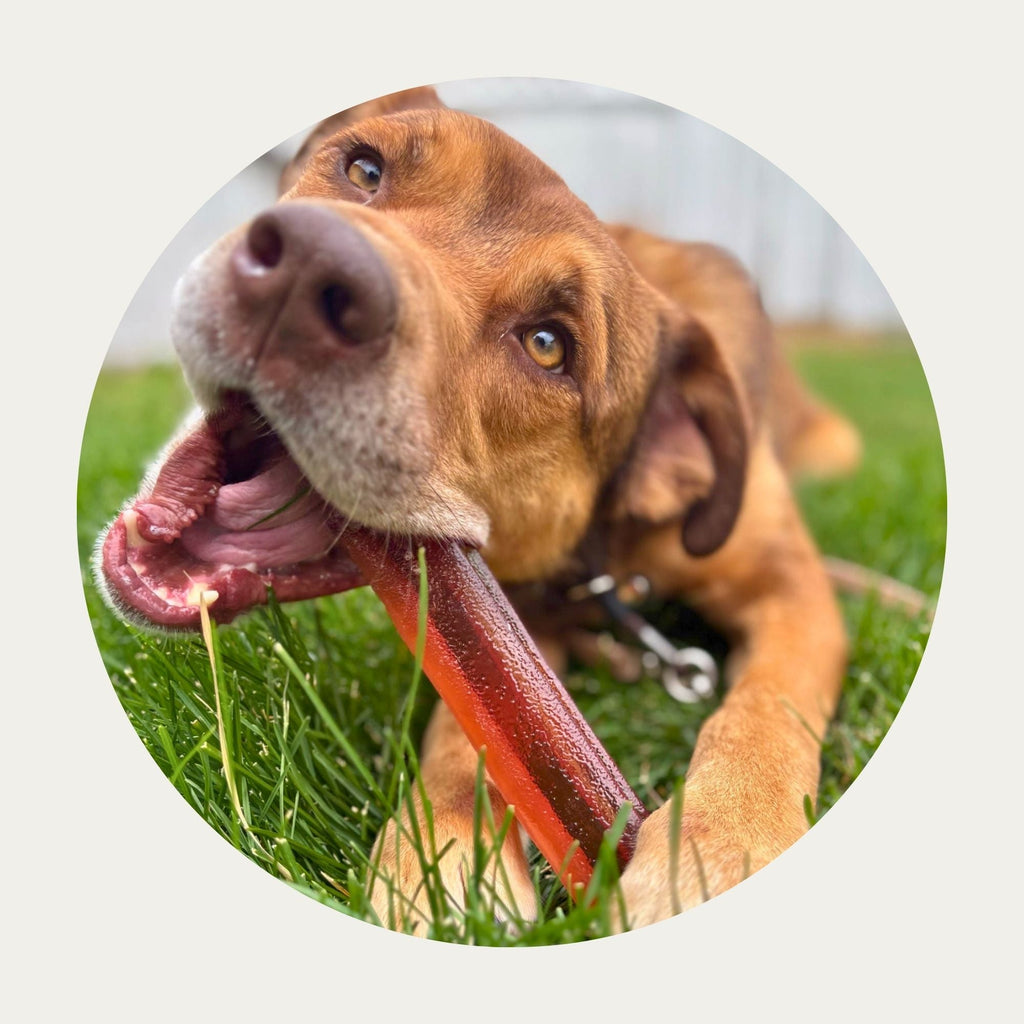 Collagen Dental Chew product image 4
