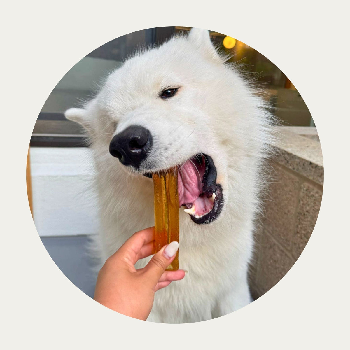 Collagen Dental Chew product image 8