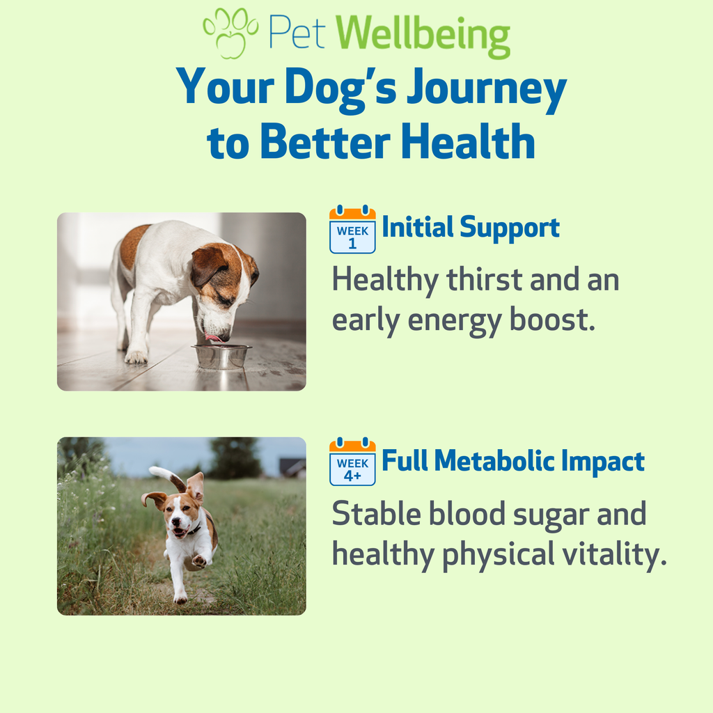 Dog Blood Sugar Supplement for Balanced Levels, Liver and Eye Support in a Gentle Liquid Formula