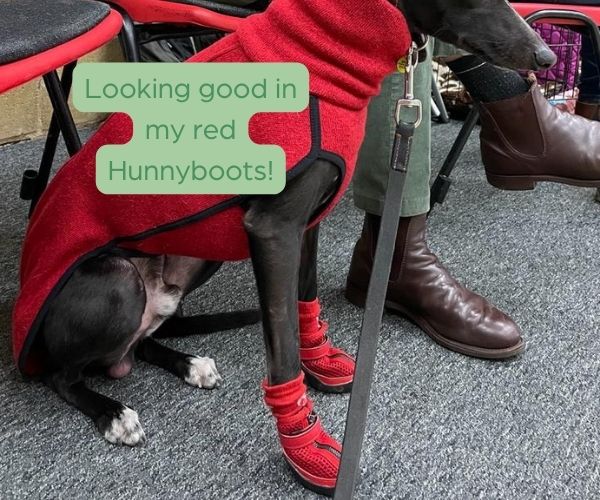 Greyhound and Whippet Dog Boots product image 15