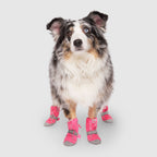 Hot Pavement Dog Boots product image 10