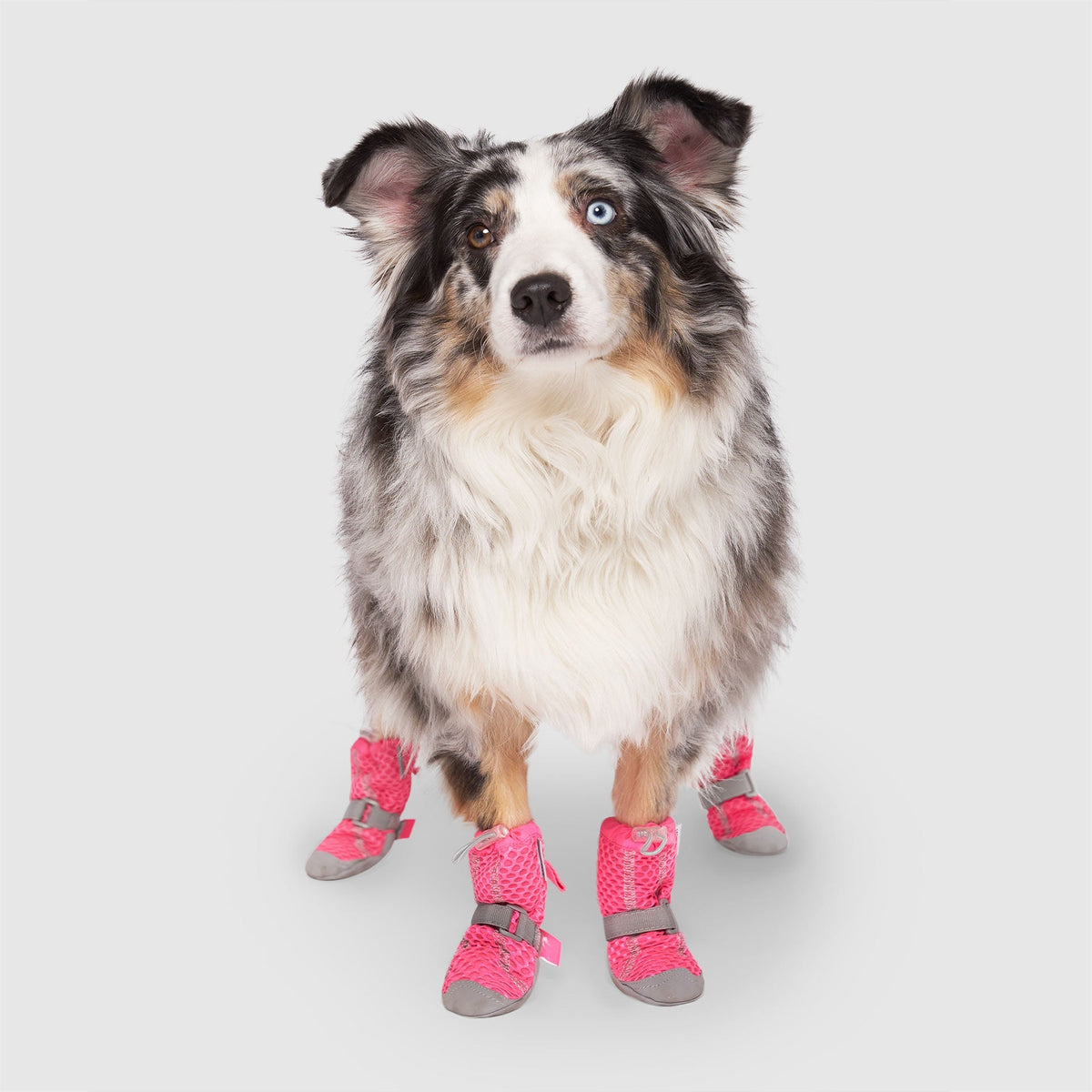 Hot Pavement Dog Boots product image 10