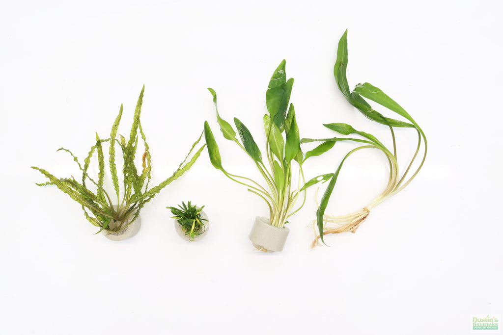 Cryptocoryne Aquarium Plant Pack product image 4